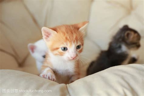 猫来家里生孩子代表什么|猫进屋代表什么预兆？3个关键解读，助你解惑！